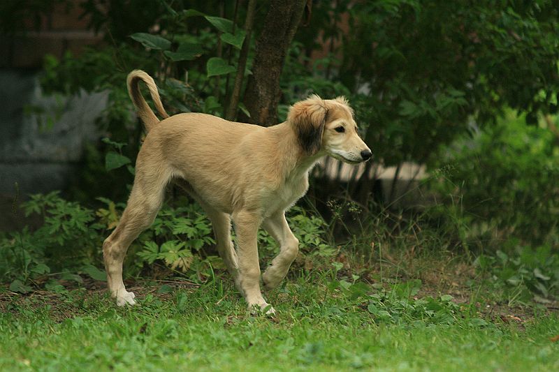 Ameenan lapset 12 vko 131.JPG - Ina